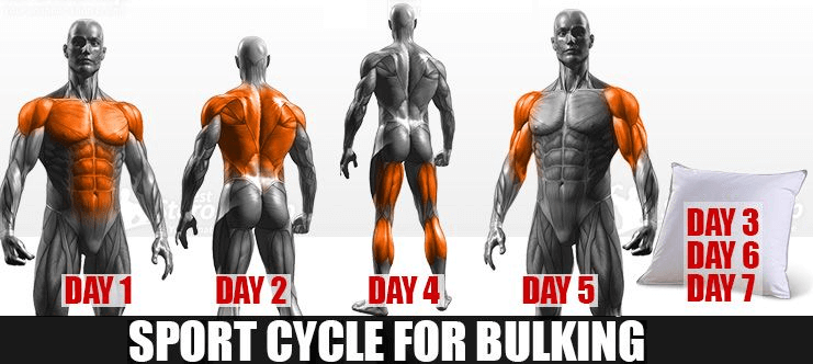 bulk-cyklus