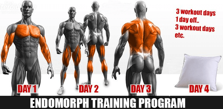 Endomorph-Training